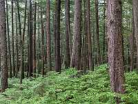 Tow hill forest haida Gwai Panorama1