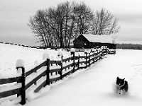 barn and fence and dogBW8x10 0799