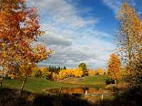 fall colors end driveway 16X24 7662