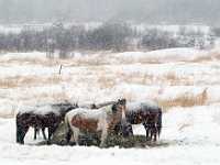 horses head up