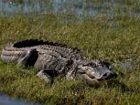 111a Alligator Christmas Florida 1954  Alligator, Christmas Florida