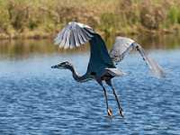 12Calendar 2011 8X11 blue heron Christmas Florida 1988