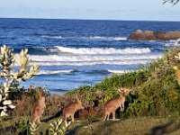 28 Roos near the ocean 0159