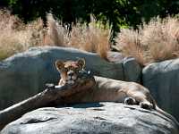 2aPortland zoo lion 6467  Female Lion, Portland Sanctuary