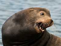 7bite me 6995  Sea Lion Oregon Coast