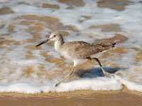 DWM 2219x  Surf sandpiper, Mexico