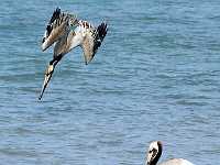 DWM 2283  Diving Brown pelican, Mexico