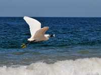 Egret and fish 2 8353