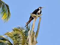 Frigate bird on statue 8669