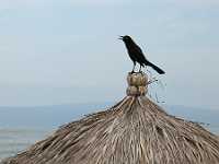 IMG 0559  Crowing mexican Crow