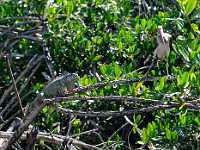 Iguana and stork Mexico 1526