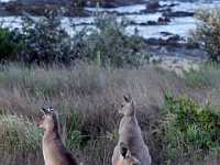 Joey kangaroo feeding 0117