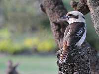 Kookaburra and rooo 9709