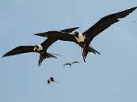 Magnificent Frigate Birdx 9882  Magnificant Frigatebirds, Mexico