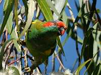 Parakeet 6568  Parakeet, Australia