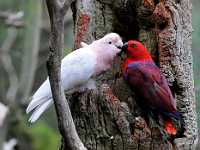 DWM 85X11 7248  Pink Cockatoo schmoozing with an Eclectus Parrot, Australia Sanctuary