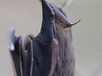 DWM0677  Bat hanging on a fence, Mexico