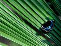 DWM7617  Butterfly, Australia