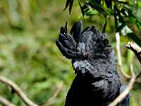 DWM7722  Black Cockatoo, Australia Sanctuary