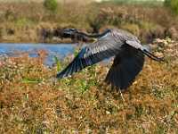 blue heron Christmas Florida 1826  Blue Heron, Christmas Florida