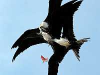 frigate fight 0555  Magnificant Frigatebirds fighting over fish, Mexico