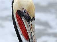 pelican eye 2409x  Brown pelican with breeding plumage, Mexico