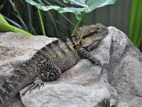 42 Cairns lizard 9591