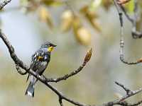 HB Slough PG yellow-rumped warbler 8040