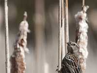 HB Slough bird in cattails 7935