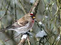 Hoary redpoll 9648