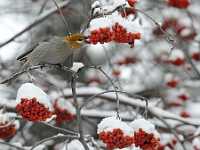 Pine Grossbeak eating Mountain Ash berries 3902