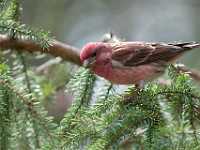 Purple Finch 7537