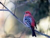 Purple finch 9535