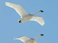 Vanderhoof swans March 20 20 3961