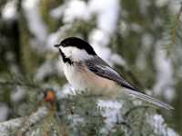 chickadee in tree 5395