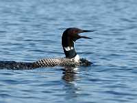 loon cries on Carp Lake 3923  A loon gives an evening cry across Carp Lake north of Prince George