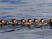 merganse r20inch 9535  Mother Merganser and large brood, Cluculz Lake, BC