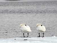 sleepy swans 2167