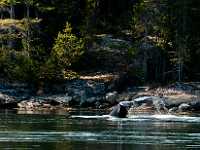 whales tail Quadra Island NEF DWM9575