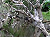 15 gum tree reflection 9963