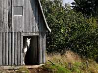 9 SEPTEMBER horse in barn 2666