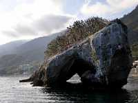 Frigate bird rock Mexico8739