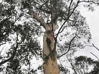 Gum tree Panorama1