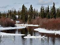 Vanderhoof swans March 16 18 9336