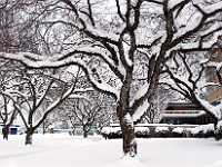 city hall trees and snow