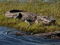 112 Alligators Christmas Florida 1953  Alligators, Christmas Florida