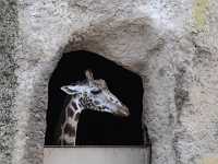 Giraffe peeking 7133  Peeking giraffe, Australia Sanctuary