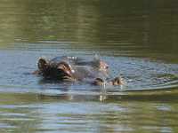 DWM1424  Surfacing Hippo, Australia Sanctuary