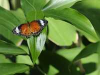 DWM7624  Butterfly, Australia