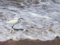 beach egret 8309